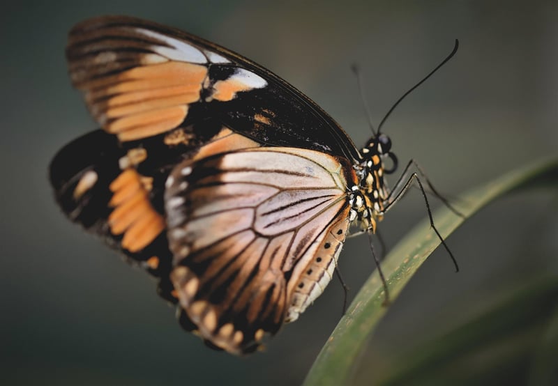 Butterfly Effect Management